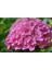 Videolu 1 Adet Pembe Ortanca Çiçeği Fidanı 30-40 cm Tüplü Çiçekli Bodur Bitkiler Hydrangea 5