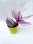 Videolu 1 Adet Pembe Telgraf Çiçeği 10-15 cm Saksılı Çiçekli Bodur Bitkiler Tradescantia Nanouk 2