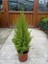 Videolu Ithal Limoni Selvi Limon (30 50 Cm)1 Adet Tüplü Dış Mekan Bitkisi Cupressus Macrocarpa 5