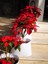 Videolu Atatürk Çiçeği (40 50 Cm)1 Adet Saksılı Çiçekli Bodur Bitki Poinsettia 1