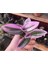Tradescantia Nanouk Pembe Telgraf Çiçeği 2