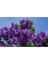 Videolu 1 Adet Yoğun Kokulu Leylak Çiçeği Fidanı 30-60 cm Tüplü Çiçekli Bodur Bitkiler Lilac 2