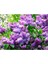 Videolu 1 Adet Yoğun Kokulu Leylak Çiçeği Fidanı 30-60 cm Tüplü Çiçekli Bodur Bitkiler Lilac 3