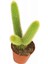 Hildewintera Aureispina Maymun Kuyruğu Ithal Kaktüs 5.5 cm 1