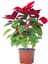 Videolu 1 Adet Salon/ofis Atatürk Çiçeği 30-60 cm Saksılı Iç Mekan Bitkiler Poinsettia 5