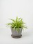 Videolu Dekoratif Kurdela Çiçeği (5 10 Cm) 20 Adet Saksılı Ofis Salon Bitkisi Euphorbia Leucocephala 2
