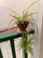 Videolu Dekoratif Kurdela Çiçeği (5 10 Cm) 20 Adet Saksılı Ofis Salon Bitkisi Euphorbia Leucocephala 3