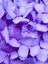 Videolu 1 Adet Mor Ortanca Çiçeği Fidanı 35-50 cm Saksılı Çiçekli Bodur Bitkiler Hydrangea 2
