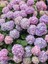 Videolu 1 Adet Mor Ortanca Çiçeği Fidanı 35-50 cm Saksılı Çiçekli Bodur Bitkiler Hydrangea 4