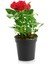 Videolu Yediveren Kırmızı Renkli (30 40 Cm)1 Adet Saksılı Aşılı Gül Red Rose 1