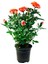 Videolu Koyu Somon Rengi Gül Fidanı Aşılı Saksılı 2 Adet (50-70CM) Dış Mekan (Salmon Roses) 3