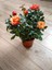 Videolu Koyu Somon Rengi Gül Fidanı Aşılı Saksılı 2 Adet (50-70CM) Dış Mekan (Salmon Roses) 4