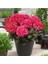 Canlı Ortanca Çiçeği Fidanı-Aşılı Pembe Renk Formlu 1