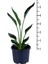 Starliçe - Starliçe Regina - Bitki Boyu 50-60 cm (Saksı Hariç) - Cennet Kuşu - Strelitzia Regina 2