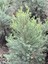 Videolu En Favori Dekorasyon Bitkisi Leylandi (30 40 Cm) 1 Adet Tüplü Cupressus 3