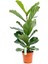 Ficus Lyrata Bambino Keman Yapraklı Kauçuk Bitkisi 50 - 60 cm Ev Bitkisi Ofis Bitkisi Salon Bitkisi 1