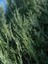 Videolu Leylandi ile Doğayı Bahçenize Getirin (40 60 Cm)1 Adet Saksılı Cupressocyparis Leylandii 3