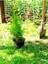 Serada Decor Plant Videolu Limoni Seli Limoni Servi Fidanı (10 15 Cm) 10 Adet Tüplü Dış Mekan Cupressus Macrocarpa 4