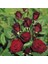 Videolu Yediveren Kokulu Bordo Renk (40 70 Cm)2 Adet Saksılı Aşılı Gül Maroon Rose 2