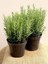 1 Adet Biberiye Fidanı Rosmarinus Officinalis 1
