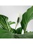Barış Çiçeği Spathiphyllum Sokak Lambası Çiçeği Ev Bitkisi Ofis Bitkisi Salon Bitkisi 3