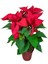 Videolu Kırızı Çiçekli Atatürk Çiçeği (30 50 Cm)1 Adet Saksılı Çiçekli Bodur Bitki Poinsettia 1