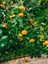 Videolu Tatlı ve Sulu Mandalina Fidanı (150 200 Cm)1 Adet Saksılı/tüplü Citrus Reticulata 1