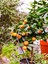 Videolu Tatlı ve Sulu Mandalina Fidanı (150 200 Cm)1 Adet Saksılı/tüplü Citrus Reticulata 2