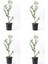 Videolu Zeytin Fidanı 4 Adet Saksılı/tüplü (50-70CM) 1. Kalite Çok Yıllık (Olive Sapling) 1