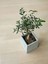 Videolu Zeytin Fidanı 4 Adet Saksılı/tüplü (50-70CM) 1. Kalite Çok Yıllık (Olive Sapling) 2