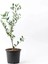 Videolu Zeytin Fidanı 4 Adet Saksılı/tüplü (50-70CM) 1. Kalite Çok Yıllık (Olive Sapling) 4