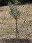 Videolu Gemlik Zeytin (80 110 Cm) 1 Adet Saksılı/tüplü 1 Adet Gemlik Zeytin Fidesi Olive Sapling 2
