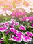 Videolu Sevgililer Gününe Özel Hüsnüyusuf Hediyeli Begonvil 30 40CM 1ADET Saksılı Bougainvillea 4