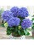 Canlı Ortanca Çiçeği Fidanı- Aşılı Tüplü Koyu Mavi 2
