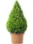 Serada Decor Plant Videolu Bahçe Dekorasyonun Vazgeçilmezi Şimşir Fidanı (30 45CM)1 Adet Saksılı Buxus 1