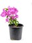 Videolu Mor Begonvil Fidanı Bahçe Balkon Teras Bitkisi (30 60 Cm)1 Adet Saksılı Bougainvillea 1