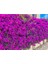 Videolu Mor Begonvil Fidanı Bahçe Balkon Teras Bitkisi (30 60 Cm)1 Adet Saksılı Bougainvillea 3