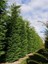 Videolu Leylandi Fidanı (40-60 Cm)1 Adet Tüplü Dış Mekan Bitkisi (Cupressocyparis Leylandii) 1