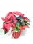 Videolu 1 Adet Atatürk Çiçeği Ofis/salon Bitkisi 40-60 cm Saksılı Iç Mekan Bitkileri Poinsettia 3