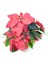 Videolu 1 Adet Atatürk Çiçeği Ofis/salon Bitkisi 40-60 cm Saksılı Iç Mekan Bitkileri Poinsettia 4