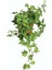 Hedera Helix Sarmaşığı Saksı Ofis Bitkisi Ev Bitkisi Salon Bitkisi Balkon Bitkisi 8,5 Cm. 1