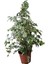 Benjamin Bitkisi 105 cm Benjamin Ficus Starlight Ev Bitkisi Ofis Bitkisi Salon Bitkisi 1
