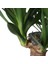 Yucca 2 Gövde - Yuka Hançer 'avize' Çiçeği Yukka - Ev Ofis Salon Iç Mekan Bitkisi - 100 cm 1