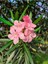 Videolu Zakkum Fidanı Pembe 1 Adet Saksılı/tüplü (70-100CM) Dış Mekan (Oleander) 2