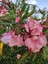 Videolu Zakkum Fidanı Pembe 1 Adet Saksılı/tüplü (70-100CM) Dış Mekan (Oleander) 3