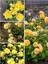 Serada Decor Plant Videolu Yediveren Kokulu Açık Sarı (40 60 Cm) Tüplü/ Saksılı Aşılı Gül Yellow Rose 1