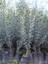 Videolu Gemlik Zeytin Fidanı (80 110 Cm) 2 Adet Tüplü Bol Verimli Zeytin Fidesi Olive Sapling 4