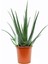 Aloe Vera Bitkisi 30 40 cm Sarı Sabır Bitkisi Ev Bitkisi 3