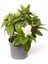 Gardenya Tomurcuk Çiçekli Gardenia Jasminoides 15 cm 1
