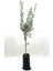 Zeytin Fidanı 2 Yaş 70-80 cm Bol Verimli 1